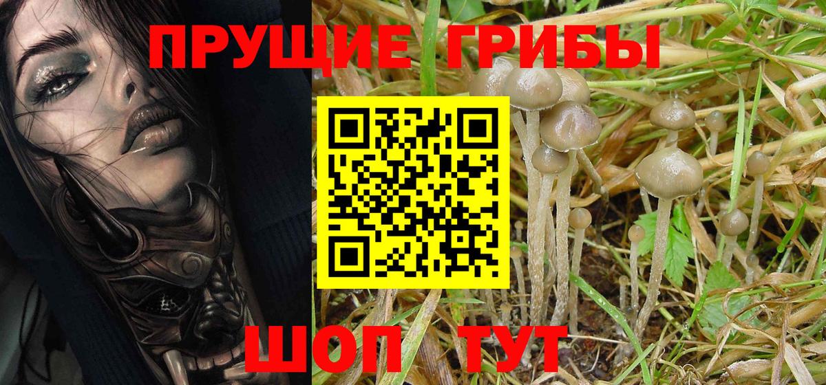 Псилоцибиновые грибы Cubensis Тихорецк